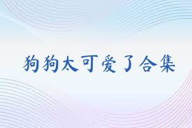 狗狗太可爱了合集