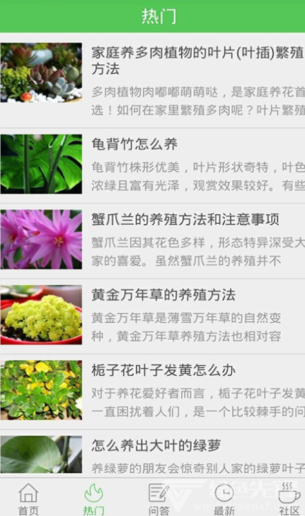 养花大全5
